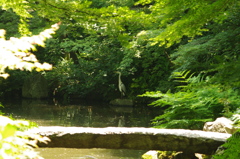 アオサギ　池田山公園　５月末