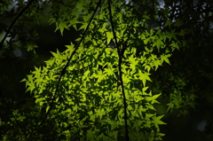 緑紅葉