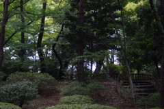 林　石神井公園