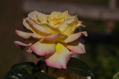 薔薇　10