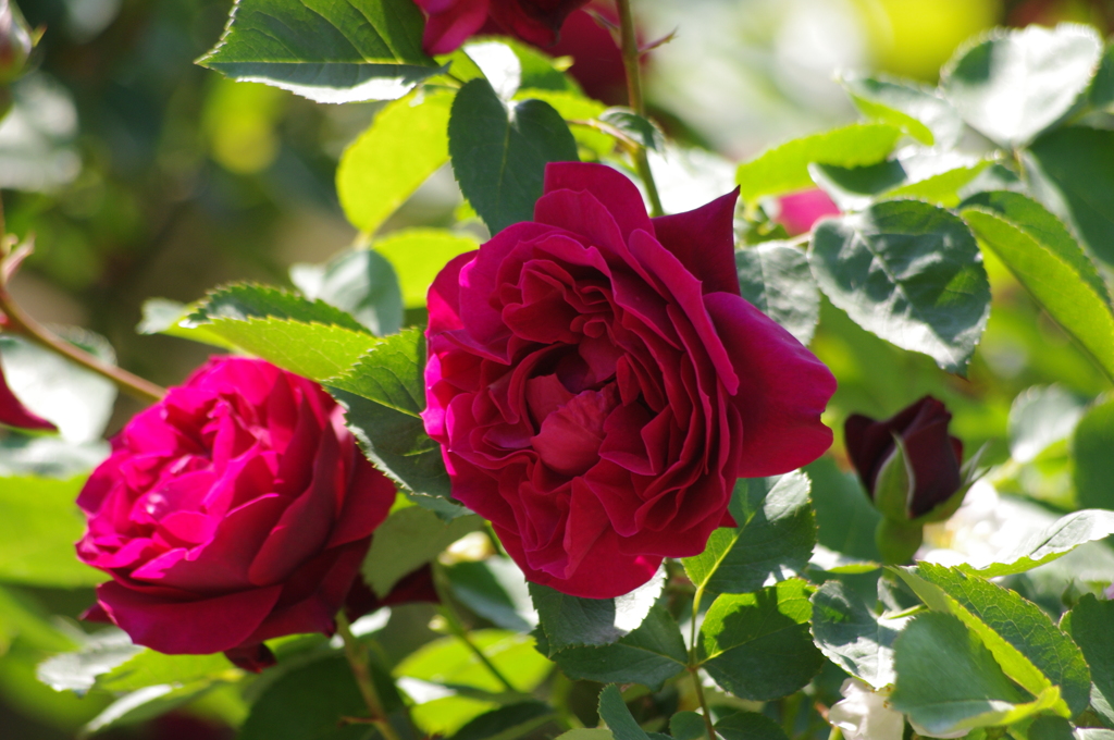 薔薇　3