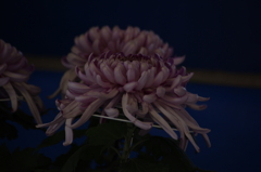 菊　3
