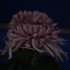 菊　3