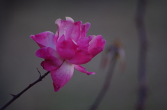 薔薇　1