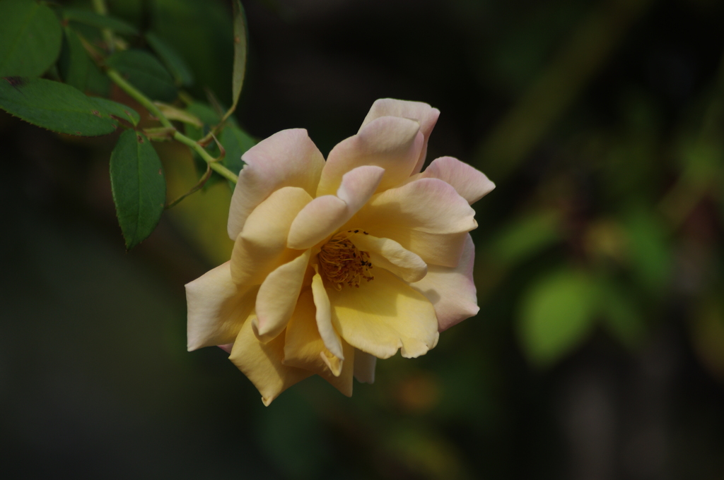 薔薇　16