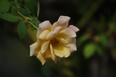 薔薇　16