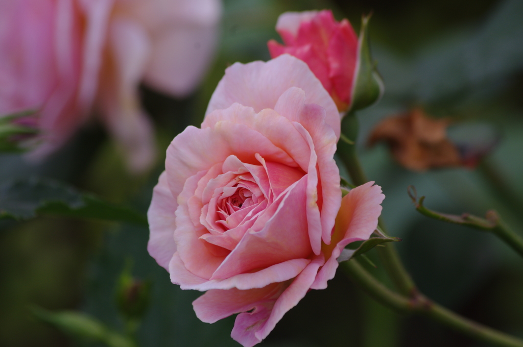 港が見える丘公園　５月　薔薇　1