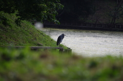 池の住人　浜離宮庭園