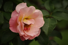 薔薇　12　代々木公園　６月