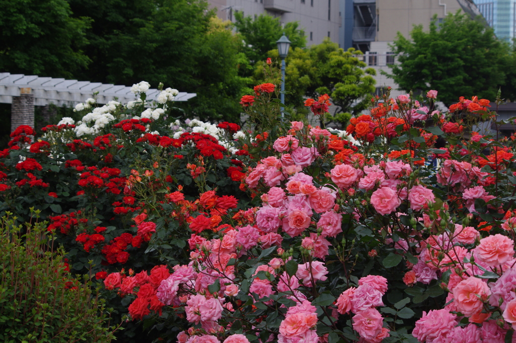薔薇　7