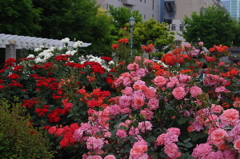薔薇　7