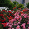 薔薇　7