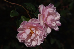 薔薇　9