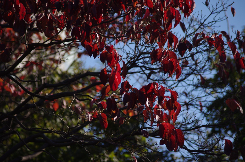 紅葉