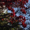 紅葉