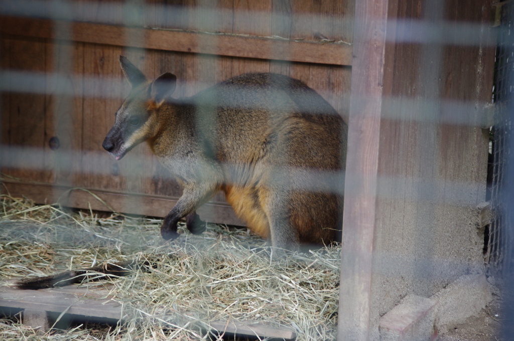 ワラビー　野毛山動物園　１０月