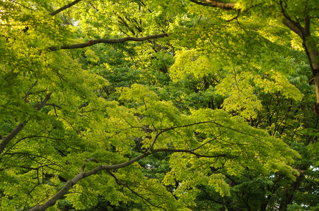 夏の葉　日比谷公園　7月上旬