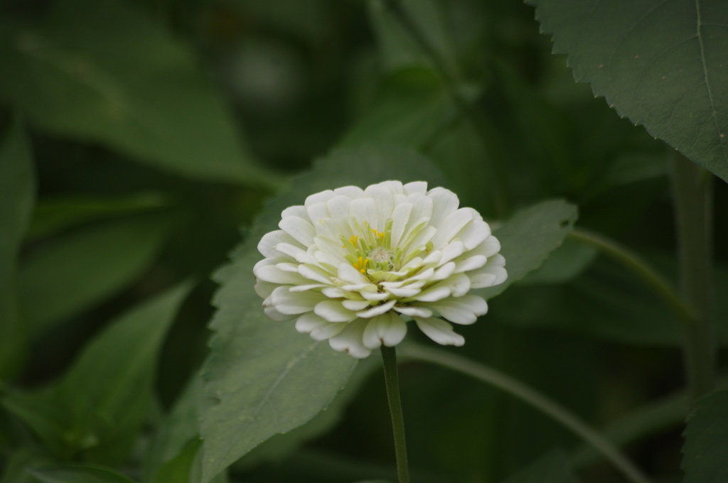 芝公園　花壇　6
