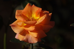 薔薇　2