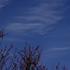 梅と青空と