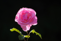 ザ・プリンスパークタワー東京　５月　薔薇　8