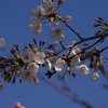 桜　2