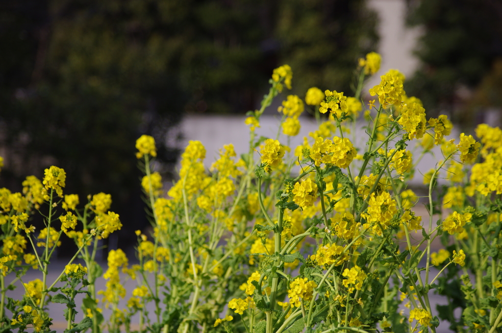 春までもうすぐ　芝公園