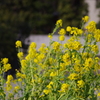 春までもうすぐ　芝公園