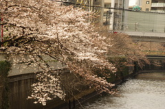 目黒川の桜　7