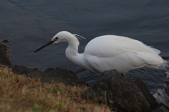 シラサギ　3　旧芝離宮庭園　１月下旬