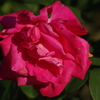 薔薇　21