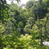 目白庭園　風景　3