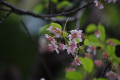 ヒマラヤ桜