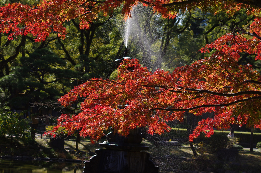 紅葉　6