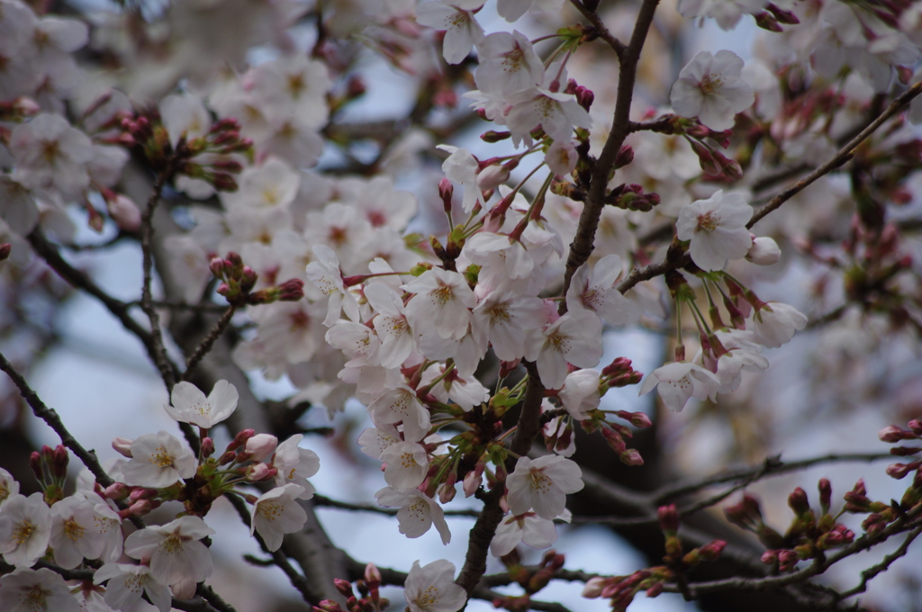桜　日比谷で花見　1
