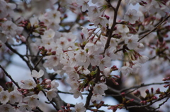 桜　日比谷で花見　1