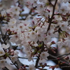 桜　日比谷で花見　1