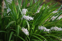 花壇　戸越公園　９月