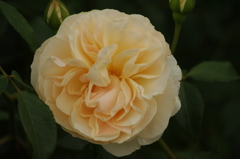 薔薇　23　港が見える丘公園　５月
