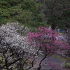 確かに白梅は銀世界のよう・・・・・