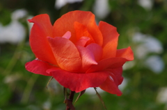 薔薇　3