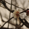 白梅　池上梅園