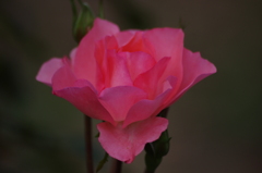 薔薇　10