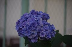 芝浦運河　花壇　4　７月末