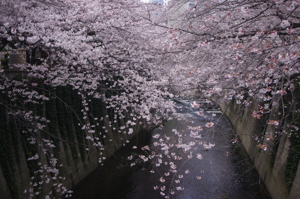 桜　神田川　1