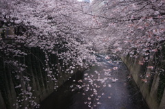 桜　神田川　1