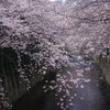 桜　神田川　1