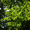 夏の日差し　おとめ山公園