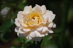 芝浦中央公園　薔薇　3　８月下旬
