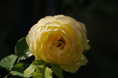 薔薇　3
